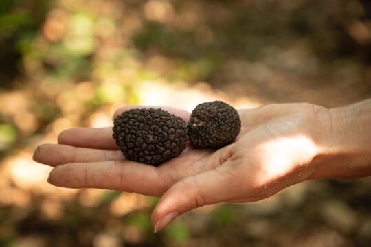 Truffle Picking Experience with 3 Course Lunch in Chianti hills