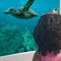 Snorkeling