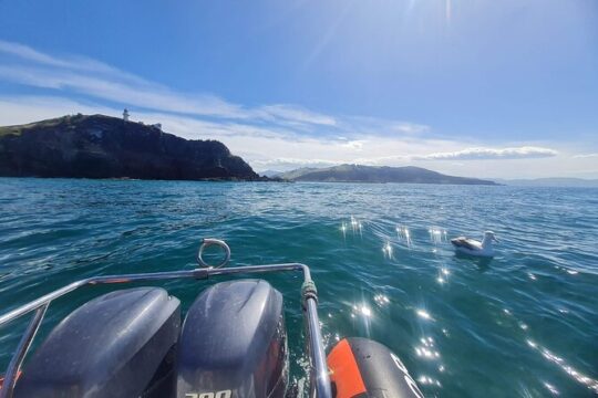 Harbour, Albatross and Wildlife Cruise on Otago Harbour