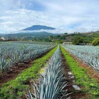 Plantation Tours