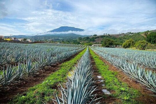 Private Tour one day in Guachimontones and La Fortaleza Distillery