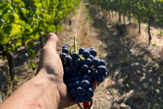 Discover Italian Wines at Tenuta La Viola