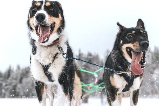 Arctic Husky Adventure in Rovaniemi