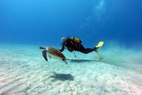 1 Shore-Dive for CERTIFIED DIVERS ONLY at Green Bay