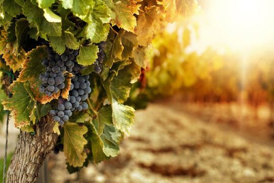 Ercolano And Cantine Del Vesuvio