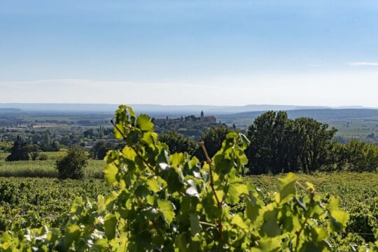 DISCOVERY - Visit to the estate and taste its wines