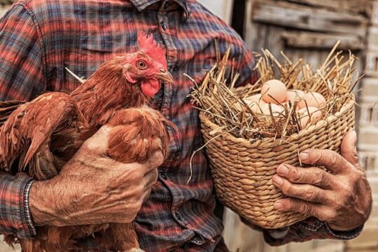 Corfu Farm Private Tour in Greece with Lunch
