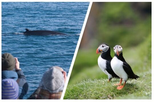 Two-In-One: Whale & Puffin Watching Tours from Reykjavik