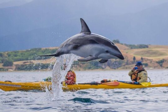 Kaikoura Kayaking Adventure Small Group Tour from Christchurch