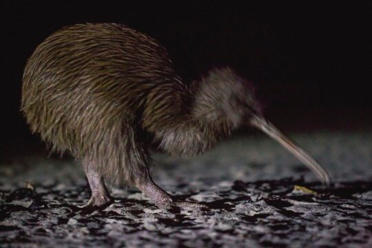 Stewart Island Wild Kiwi Encounter