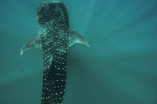 Whale Shark & Sea Lion Snorkeling Picnic at Espiritu Santo Island