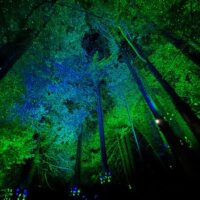 Holiday & Seasonal Tours
