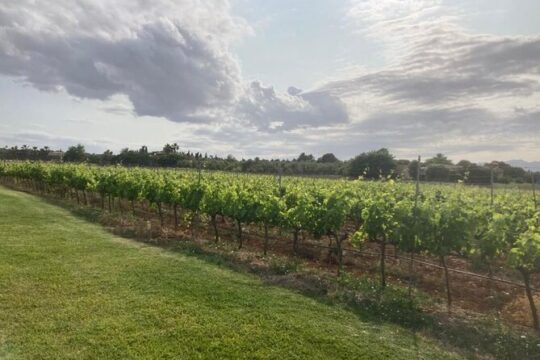 Guided tour of the winery and vineyards