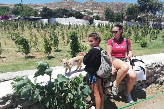 Private Walking Tour of Mykonos Windmills and Whitewashed Wonder