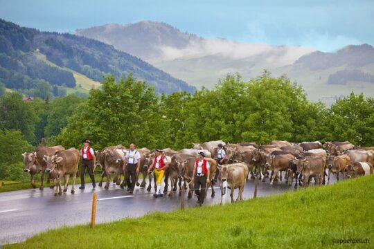 Zurich Open Top Bus, Chocolate and Cheese Factory Tour Appenzell