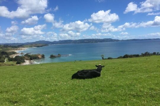 Tāwharanui- Get away from it all and experience New Zealand at its best - private tour