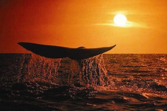 Whale Concert