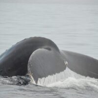 Dolphin & Whale Watching