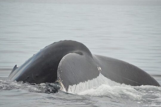 Private 3-hour Whale Watching Activity in Mazatlan