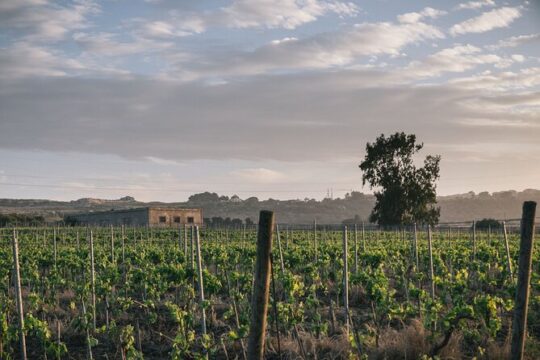 Syracuse: Small-Group Sicilian Wine Tasting