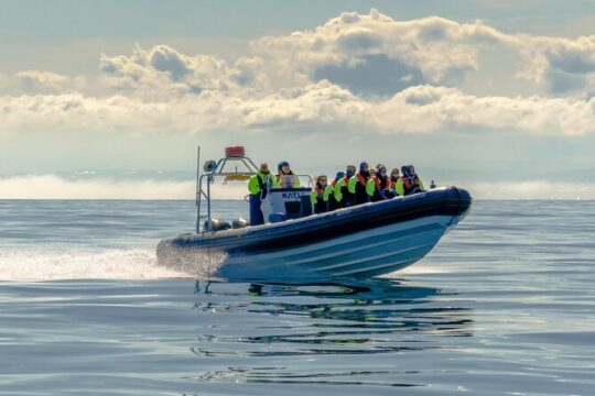 Puffin Watching Speedboat Express
