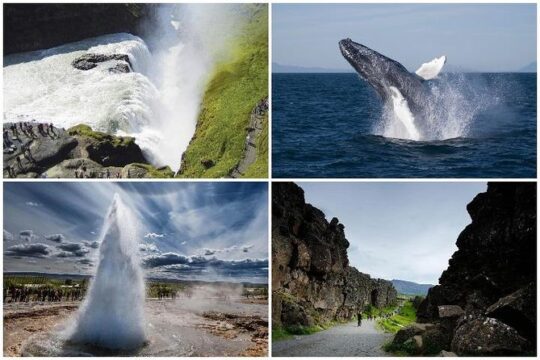 Whale Watching and Golden Circle Tour from Reykjavik