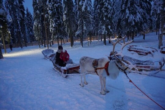 Reindeer Safari Ride in Rovaniemi