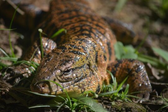 Trinidad Nature and Asa Wright Center Full-Day Tour from Port of Spain