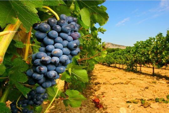 3-Days Tour to discover Western Sicily: Culture, Colors & Flavors, from Palermo