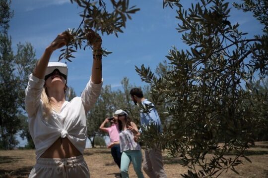 Miraculous Olive Oil Tasting Experience 5-Hour Tour