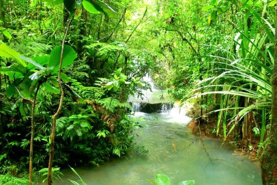 Private Suva Nature and Waterfall Tour