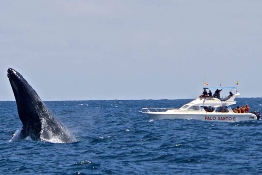 Full-Day Whale Watching Tour in Samana Bay from Santo Domingo