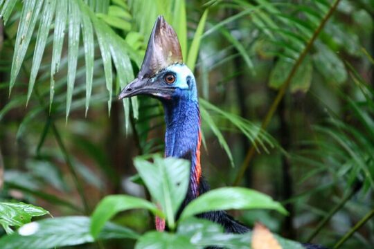 Guided Night Walk in Cape Tribulation