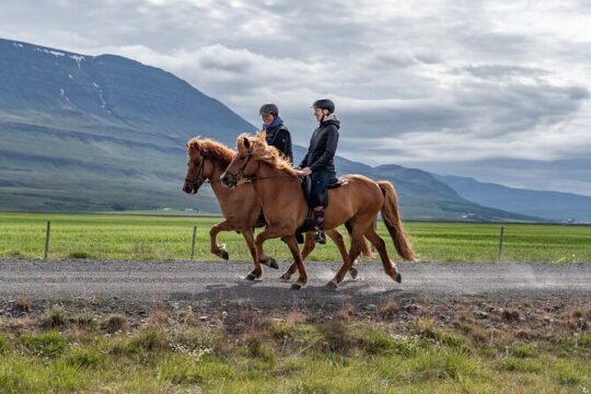 Private Riding Lesson in the North of Iceland