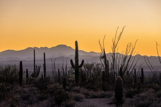 Self-Guided Saguaro National Park Driving Tour