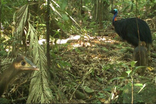 Small-Group Trekking Experience in Daintree National Park
