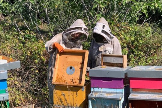 Experience bees from the beehive to the honey jar and taste honey