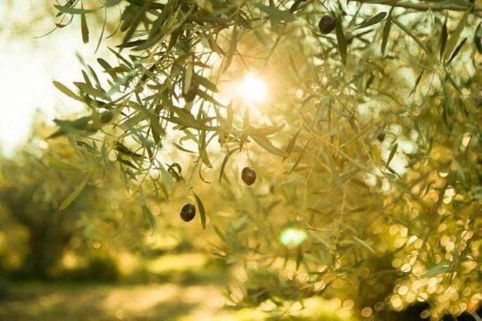 Olive Oil Tour close to Nafplio