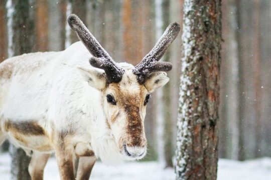 Snowshoe Trip for Searching Arctic Animals