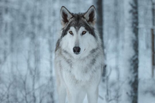 Meet Taivas & the Arctic Wolves - Private Tour