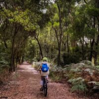 Bike Rentals