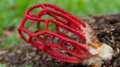 Frolicking with fungi an February