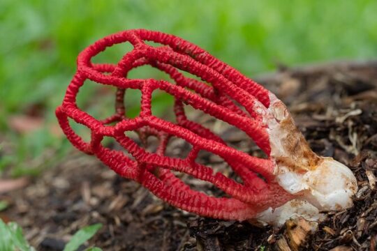 2-Hour Mushroom Photography Activity in Cairns Botanic Gardens