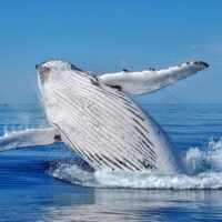 Boat Tours