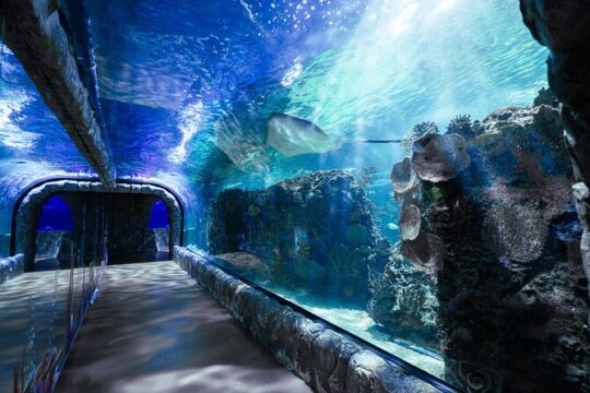 Inbursa Aquarium ticket