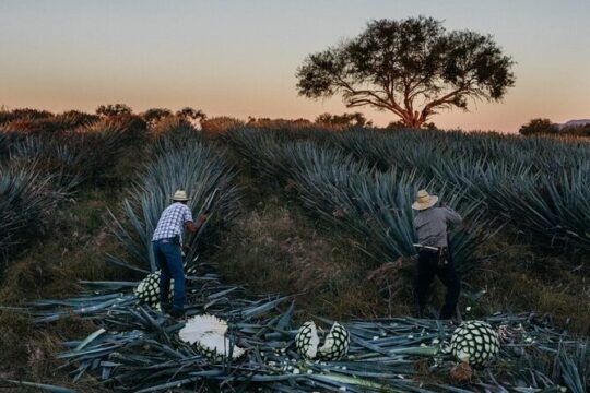 Private Experience of Tequila Town from Jalisco
