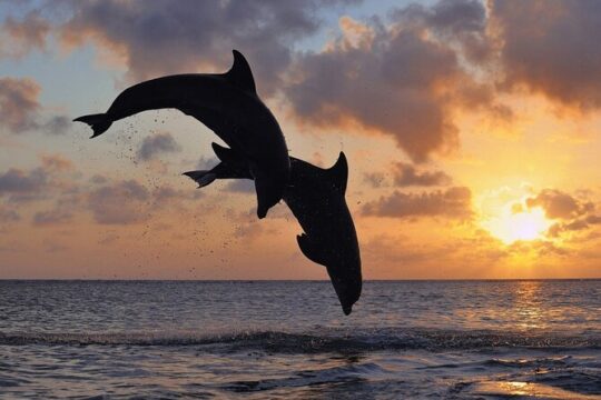 3-Hour Sunset Boat Trip with Dolphin Watching