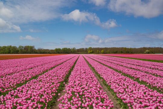 Private Tulips Tour Keukenhof and Private Tulip Fields