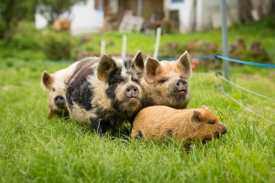 Pigs are petting in the Waldviertel