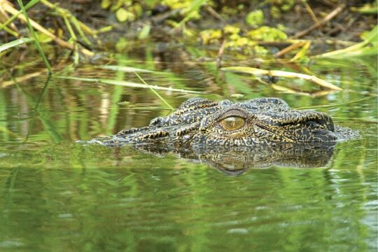 Kakadu National Park Full Day Tour including 2 Hour River Cruise